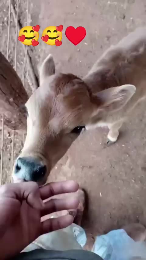 @AventurasAnimales