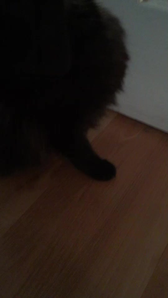 @krurah cat