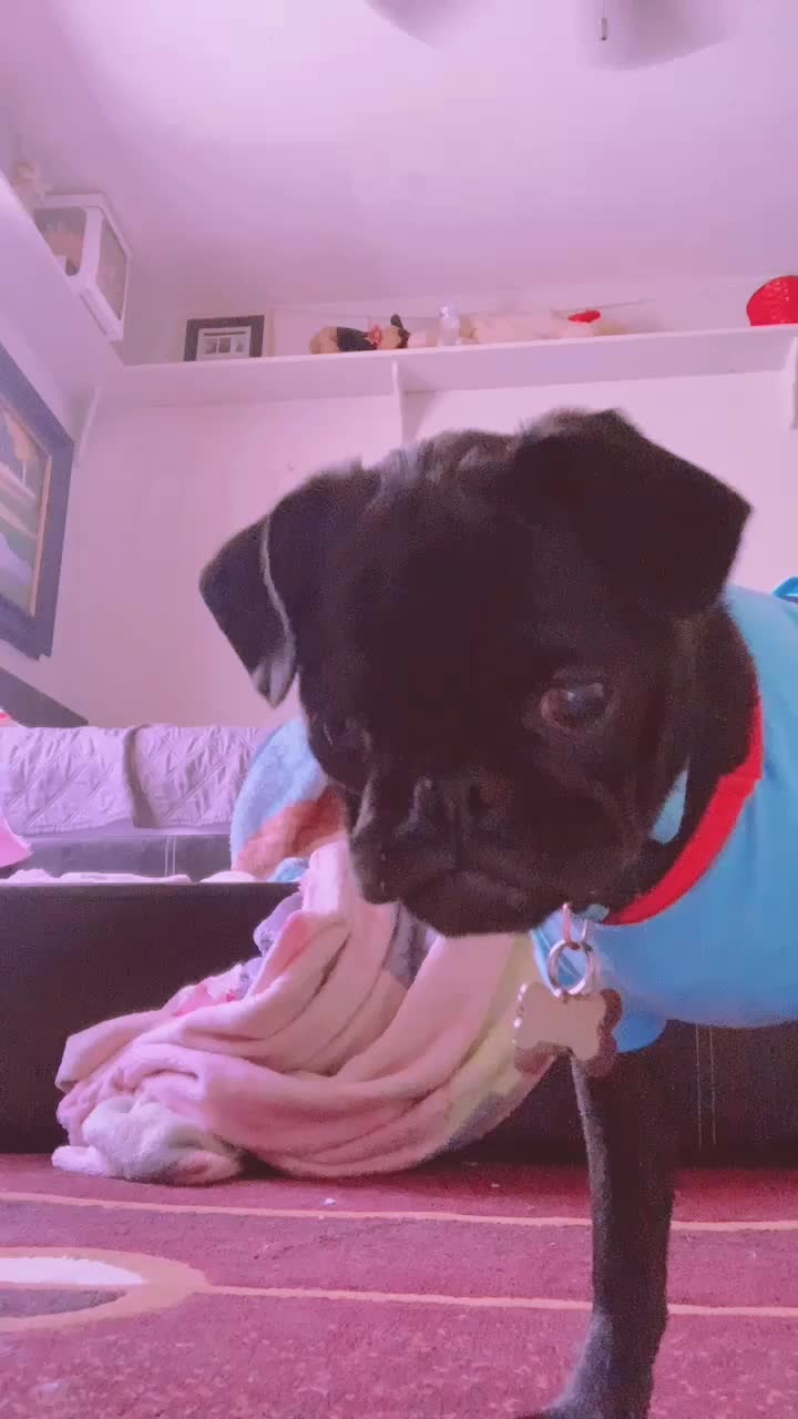 @Benji The Pug