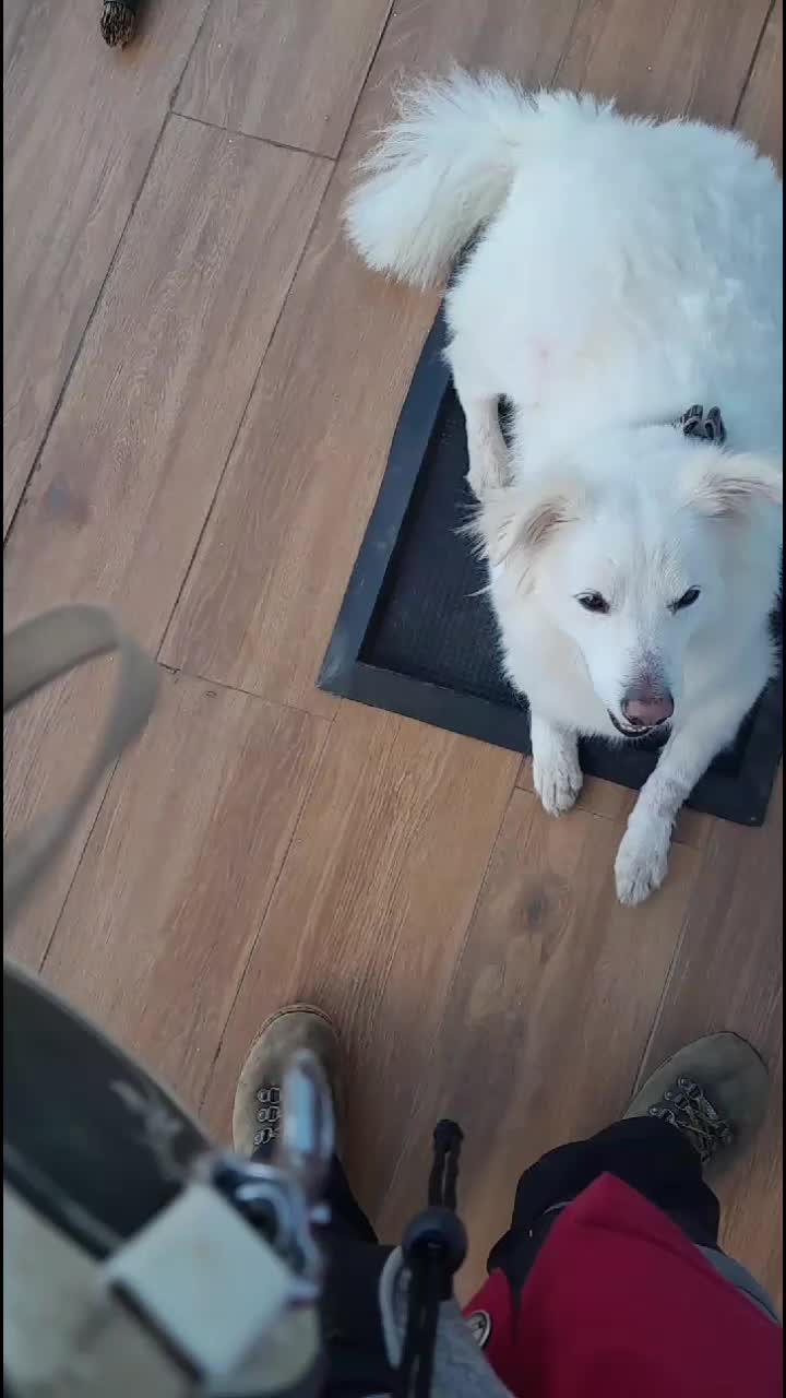@Orimbajnrkennels