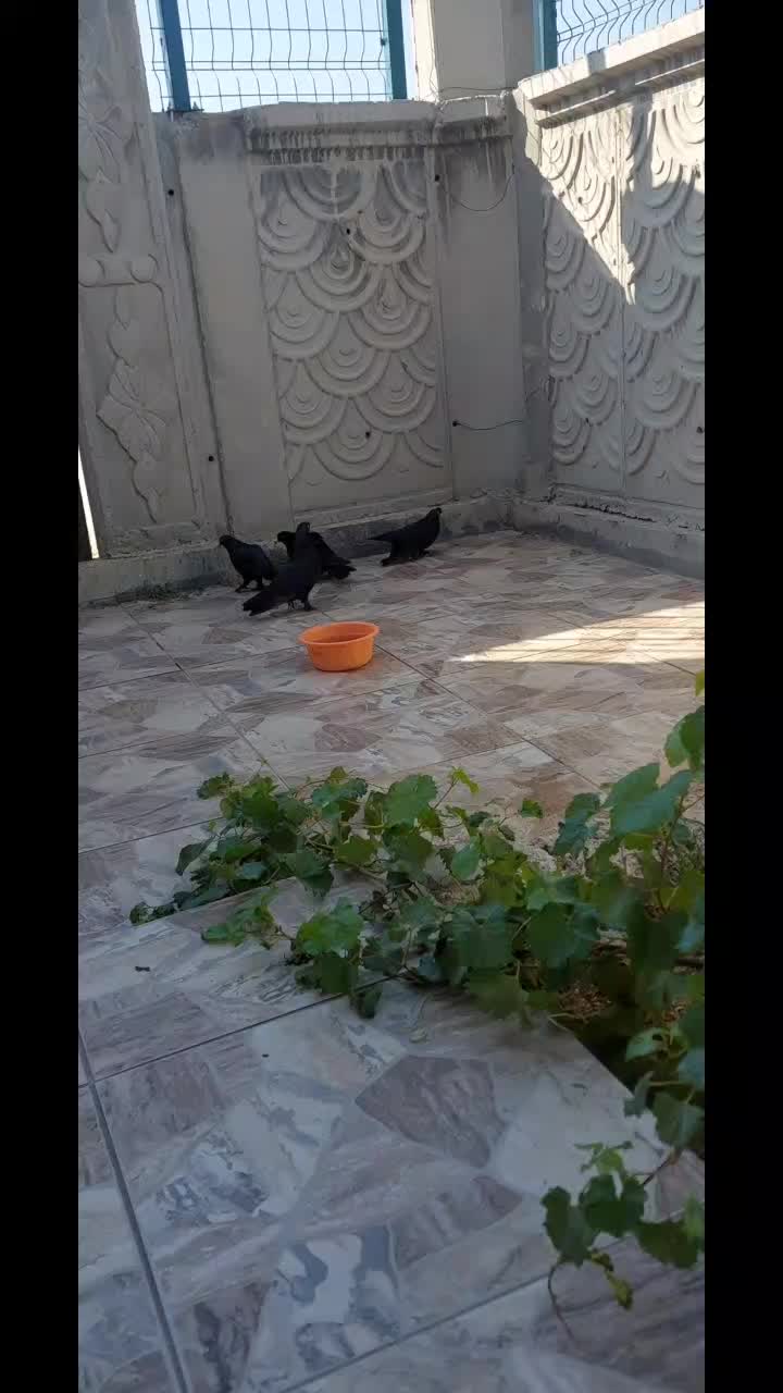 @Capan Oglu Yerk&ouml;y