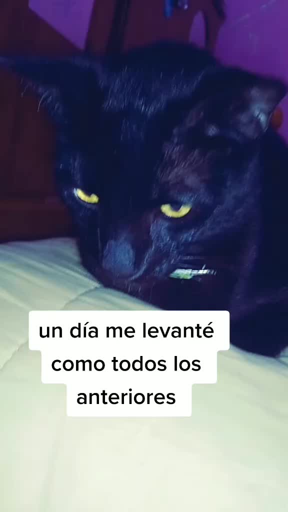 @Negri Took