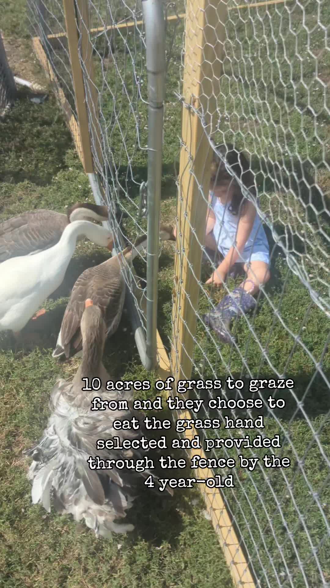 @megz_eggz_chickens