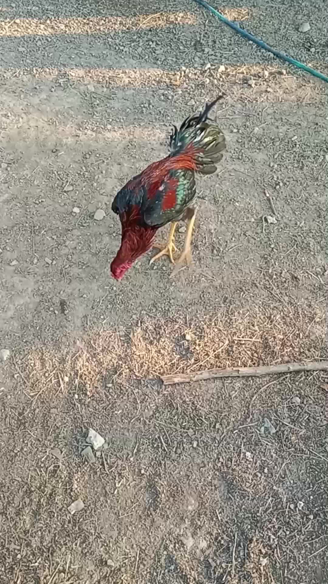 @ORDULU MÜSLÜM