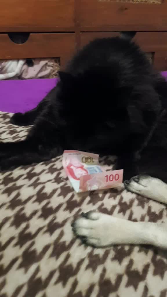 @&hearts;️Priss_Miau_lalocadelosgatos