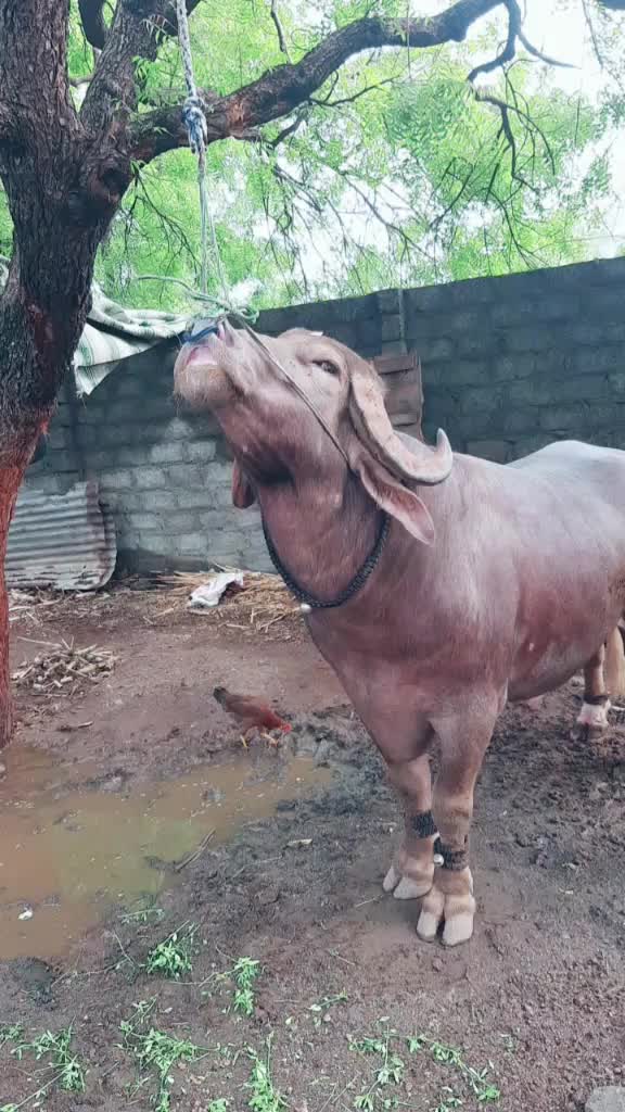 @Mukarm Khan