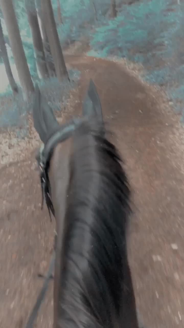 @Dressurpony🐴