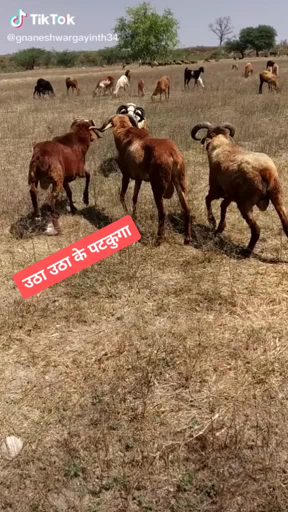 @Narendra Gadariya