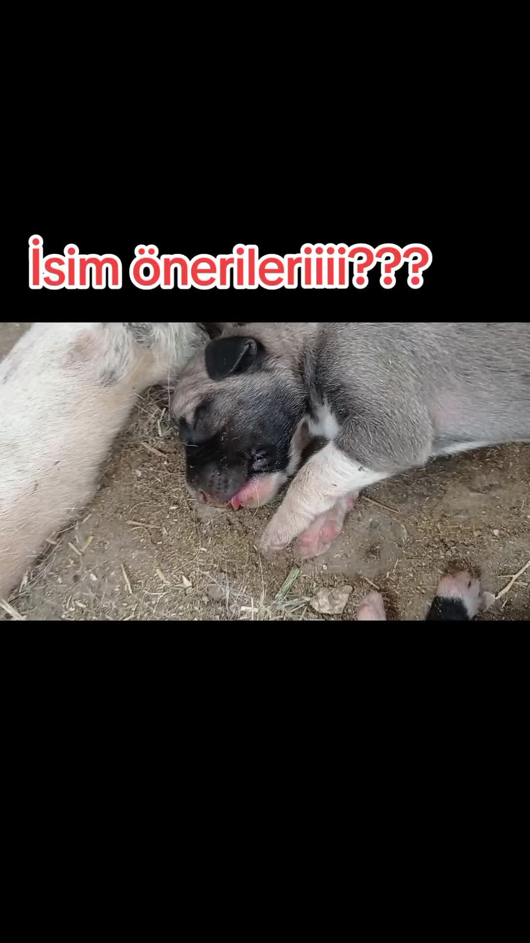 @Hello Bozkır