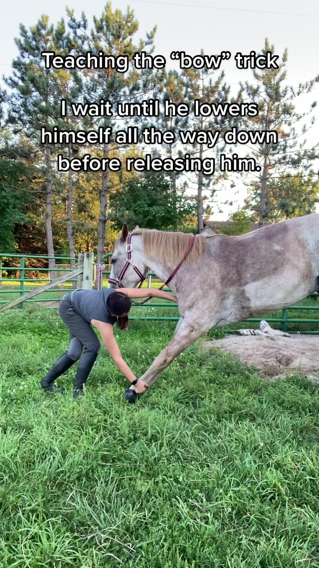 @Lorraine 🐴🩺
