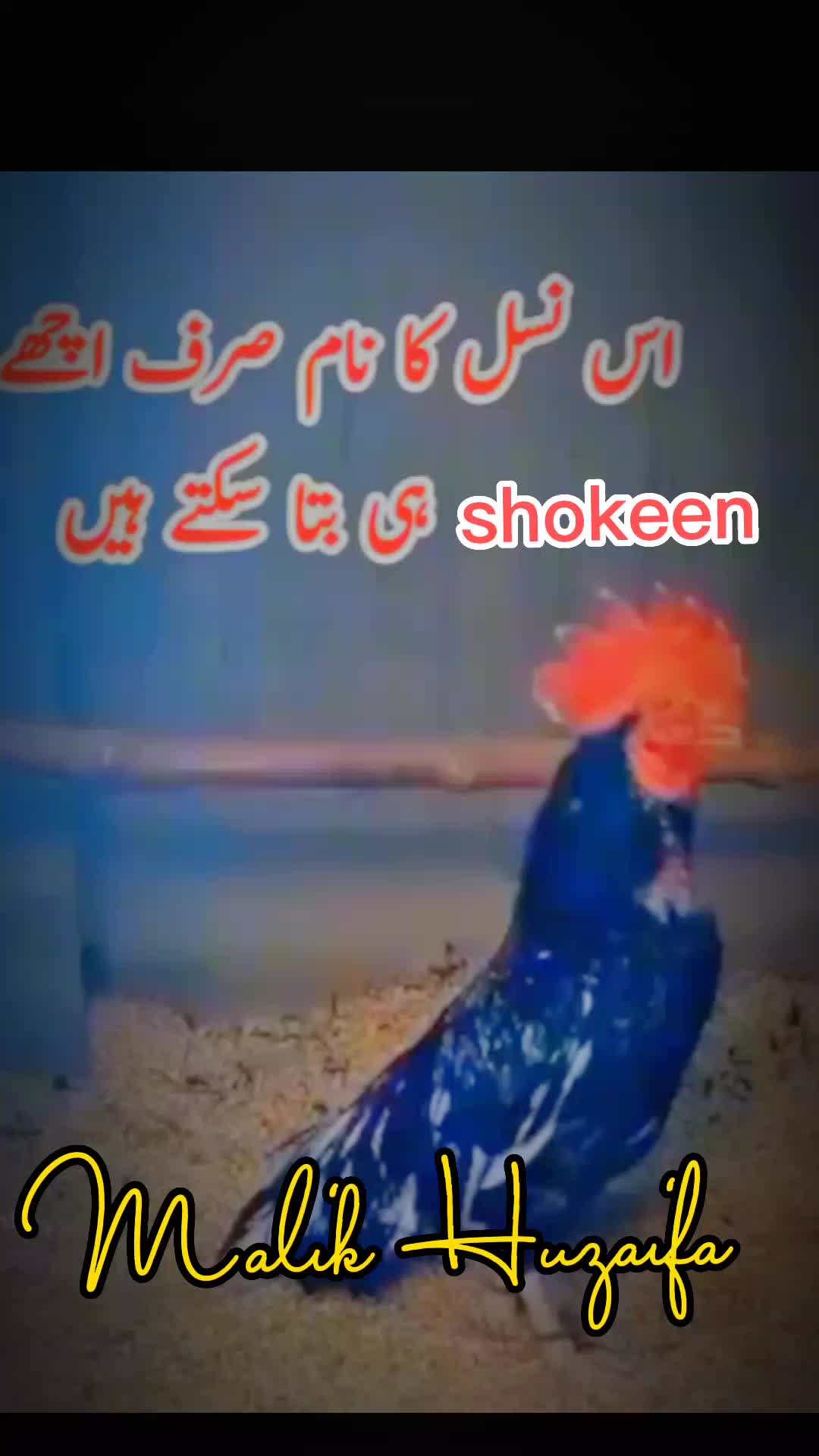 @Maلik Huzaifa🖤