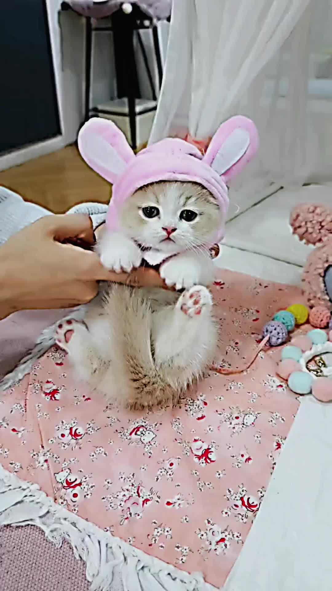 @PET CAT DOG