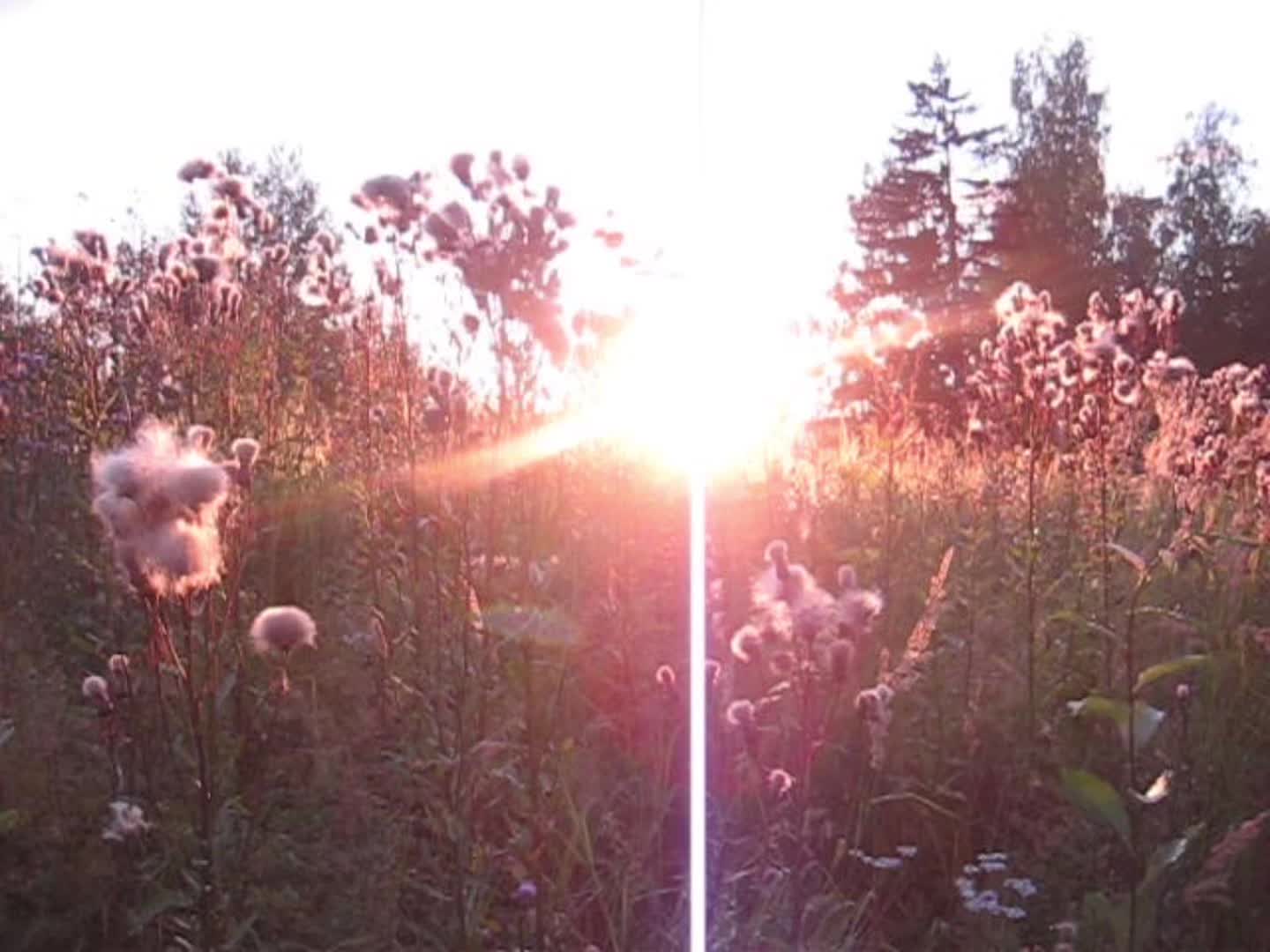 @digitalvideoss