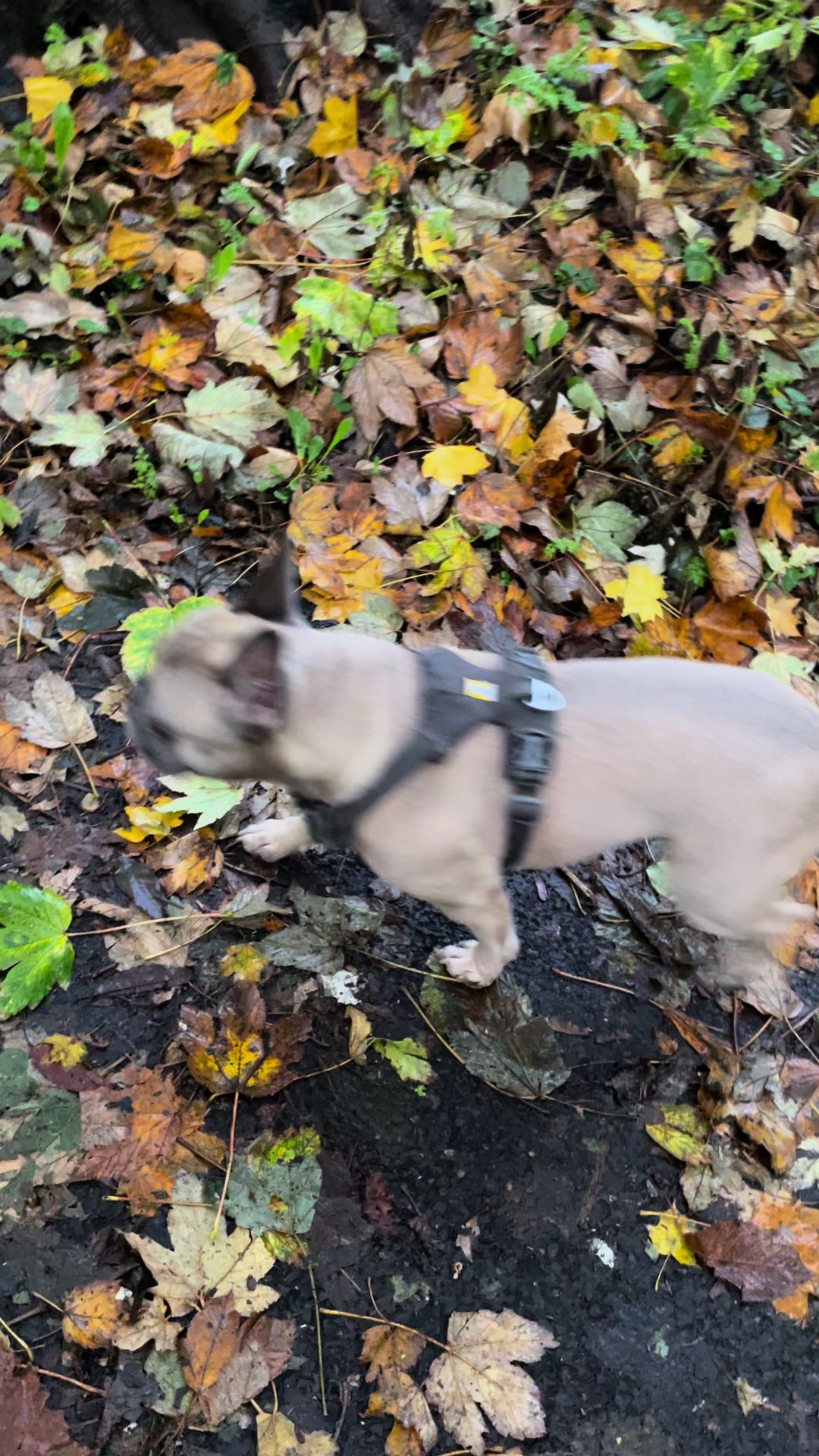 @MaggietheAdventureFrenchie