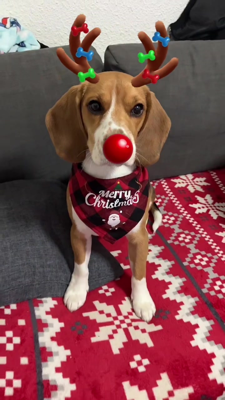 @biggieelbeagle