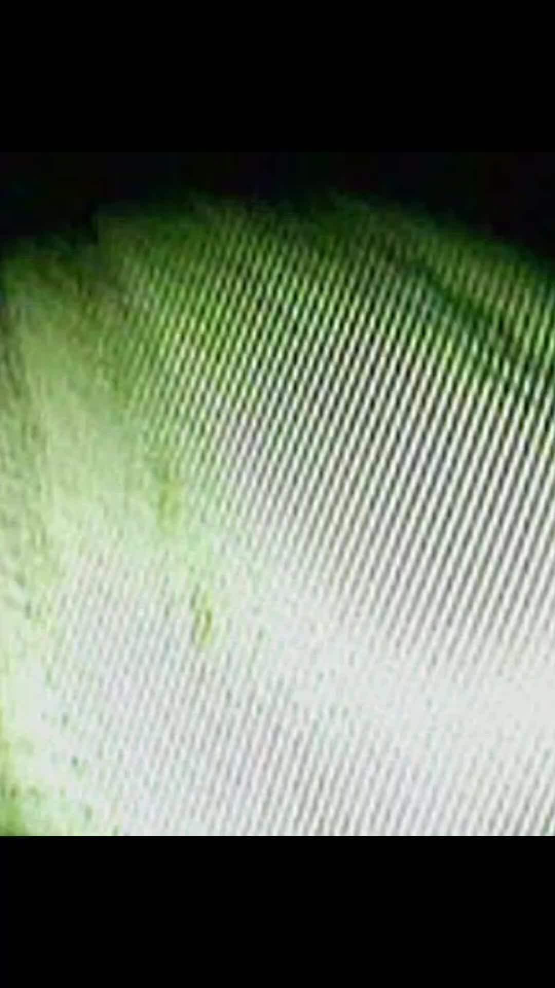 @ZilverBoi