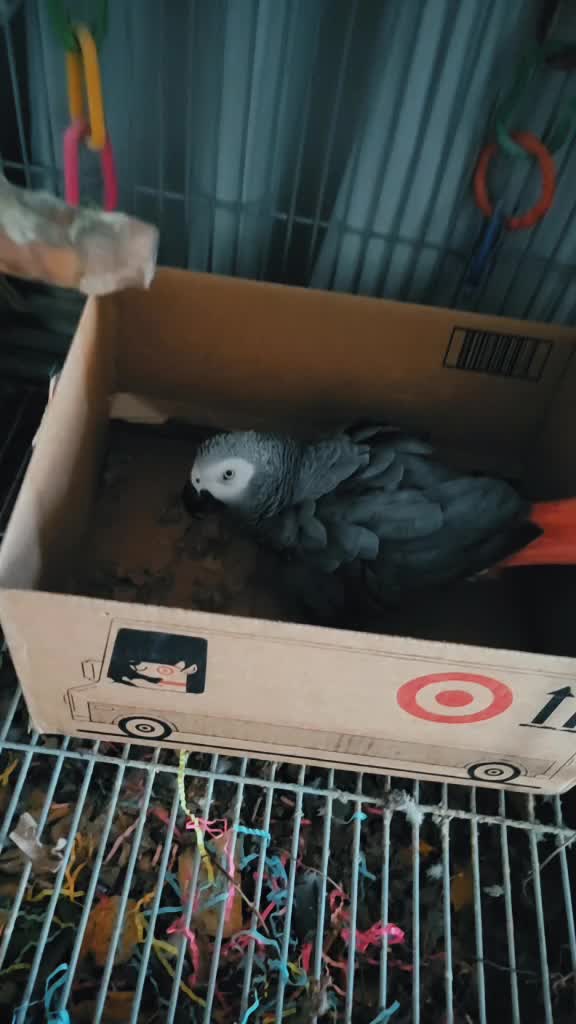 @Ben the bird
