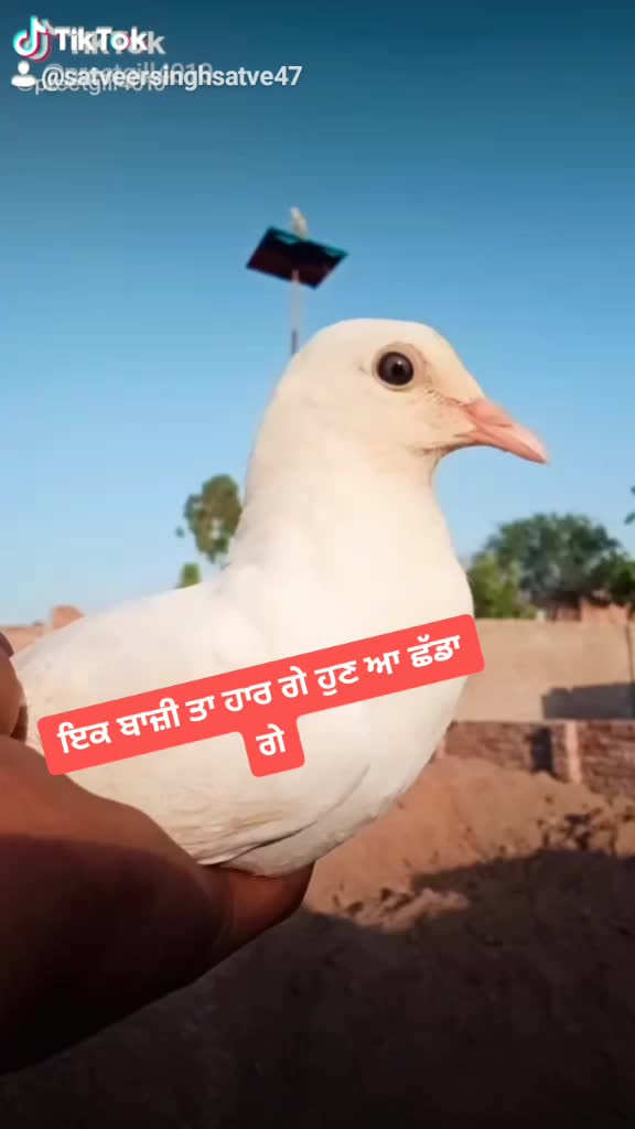 @Satveer Singh