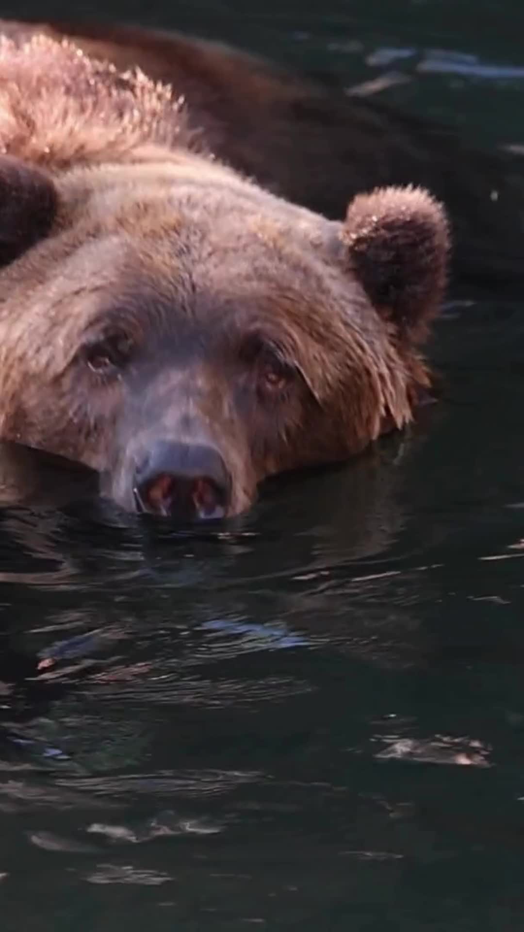 @okczoo