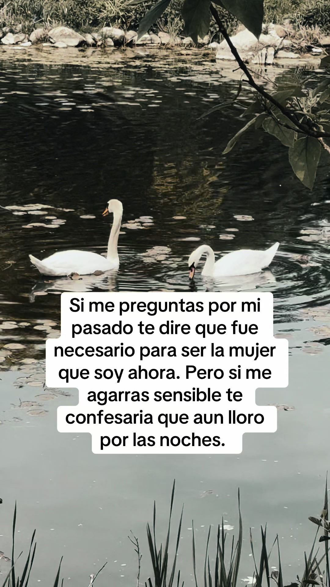 @Yadi