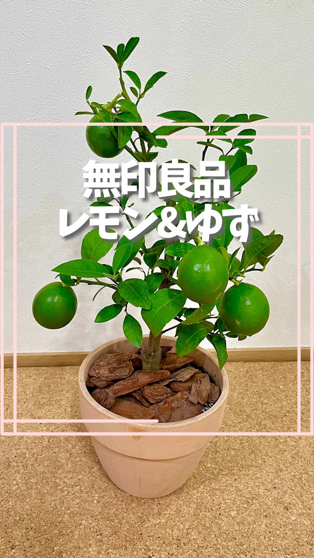 @はる|年間100種類の野菜を育てる3児のママ🍅