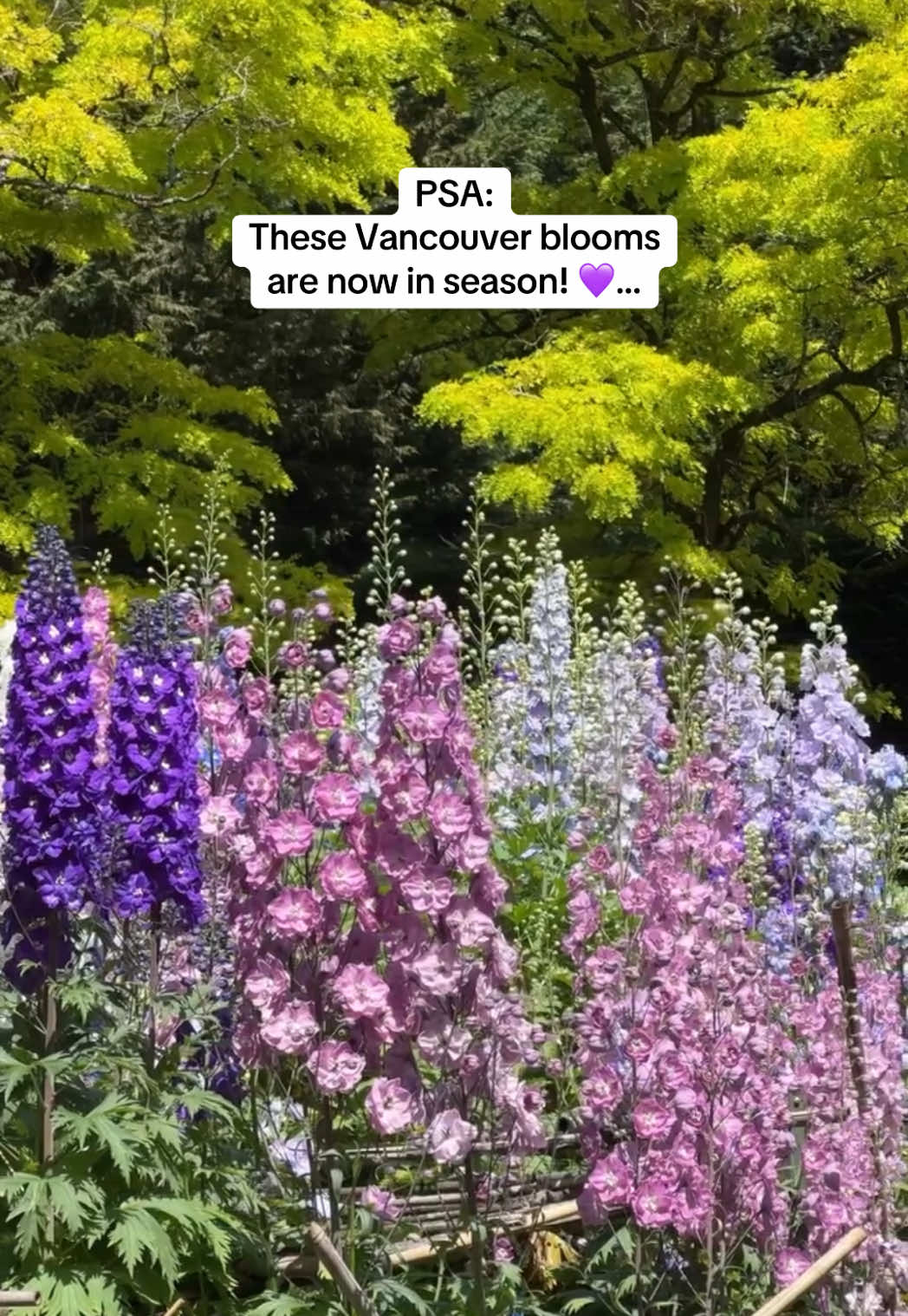 @Super, Natural BC