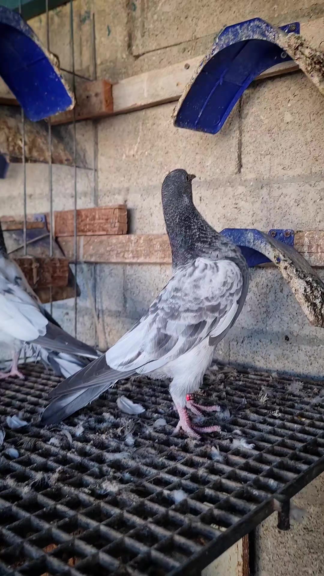 @Pigeons Tv
