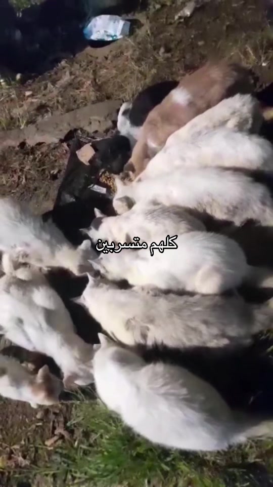 @mohammed and his cats😺