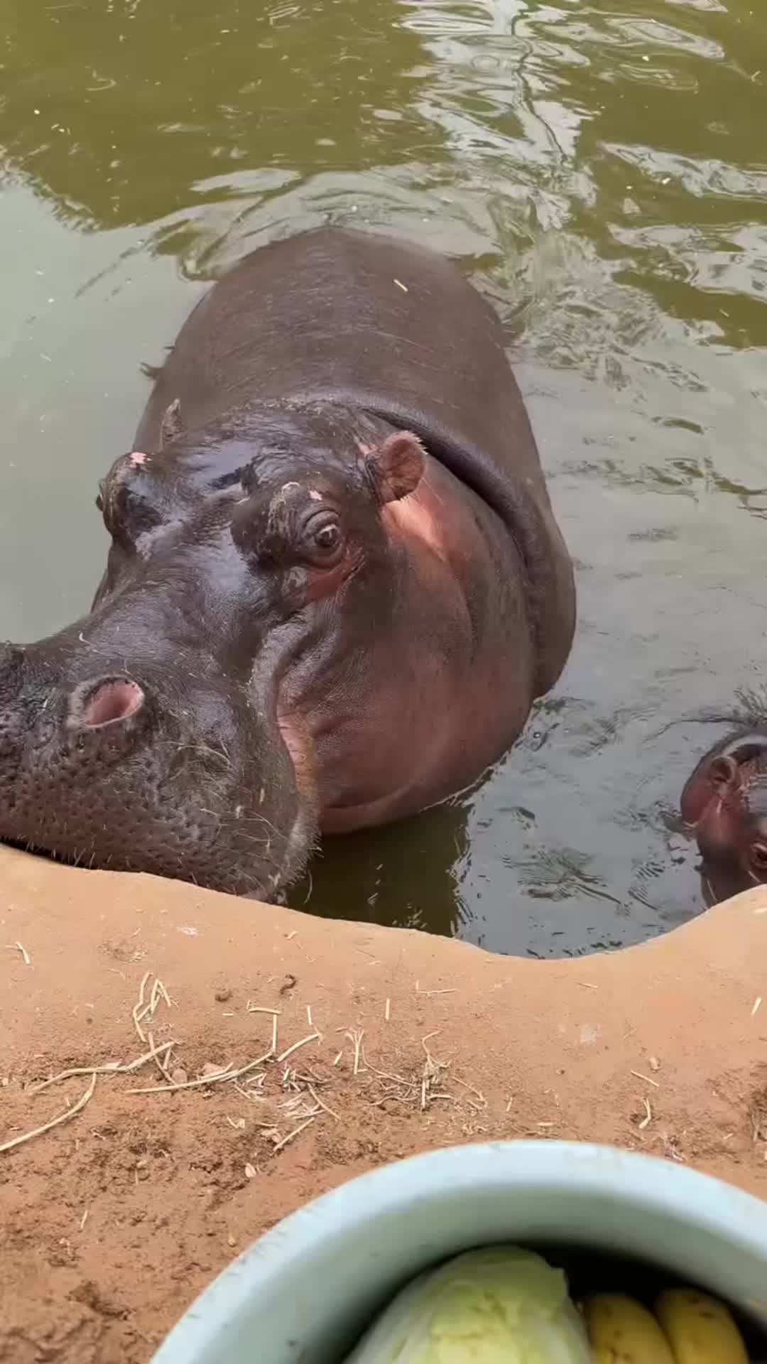 @Hippo