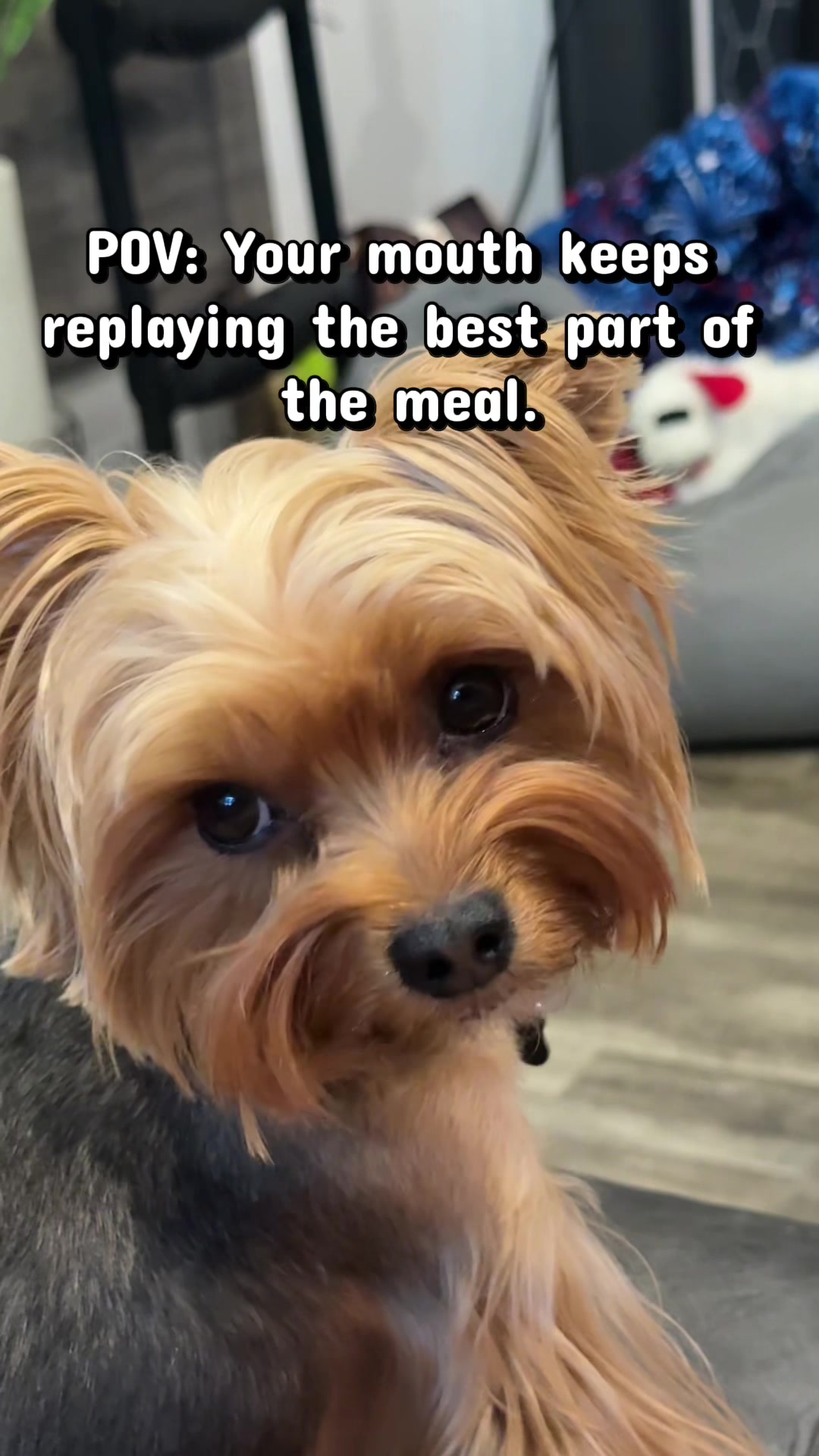 @newyorkiebymilo
