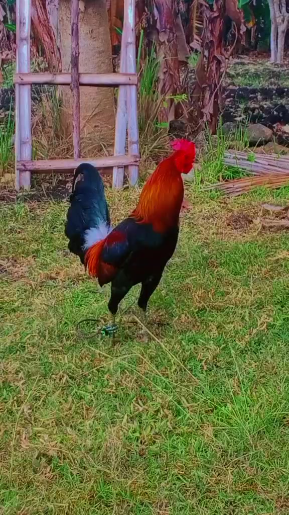 @BONALNOKK🐓