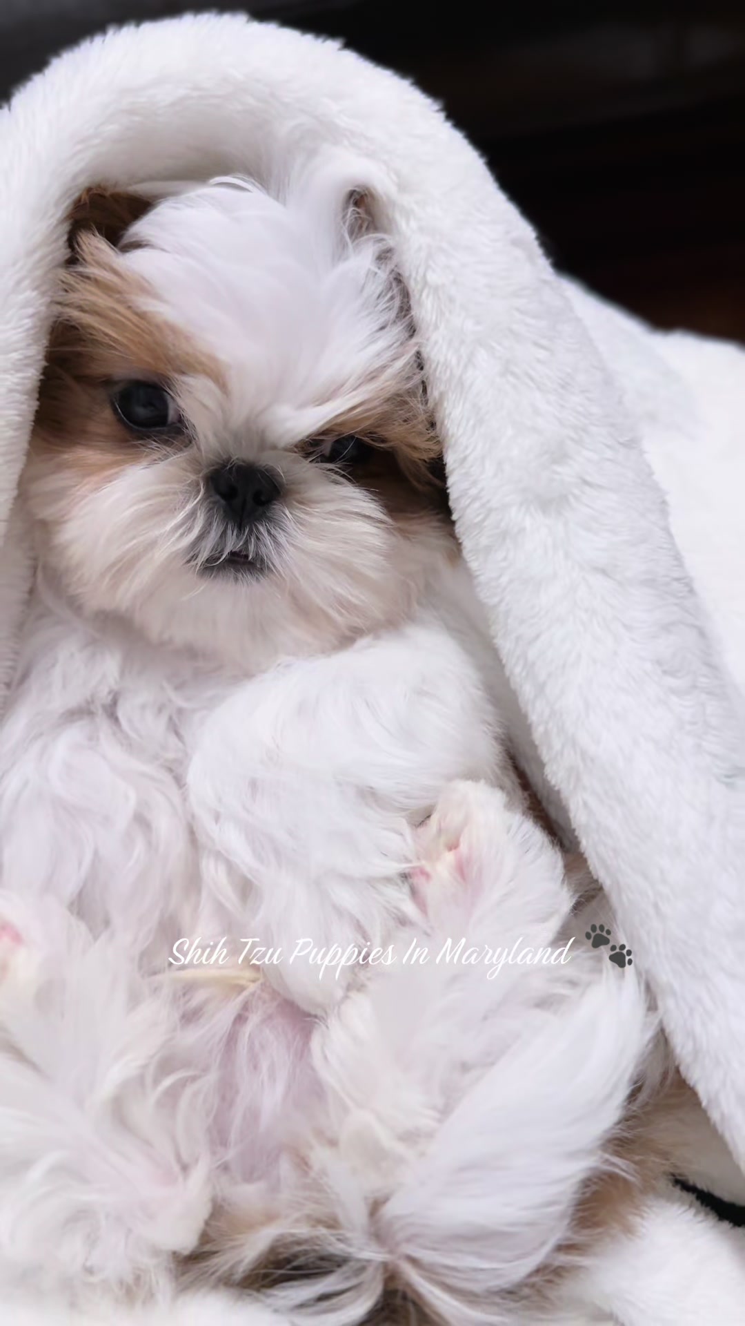 @Shih Tzu Puppies in Maryland
