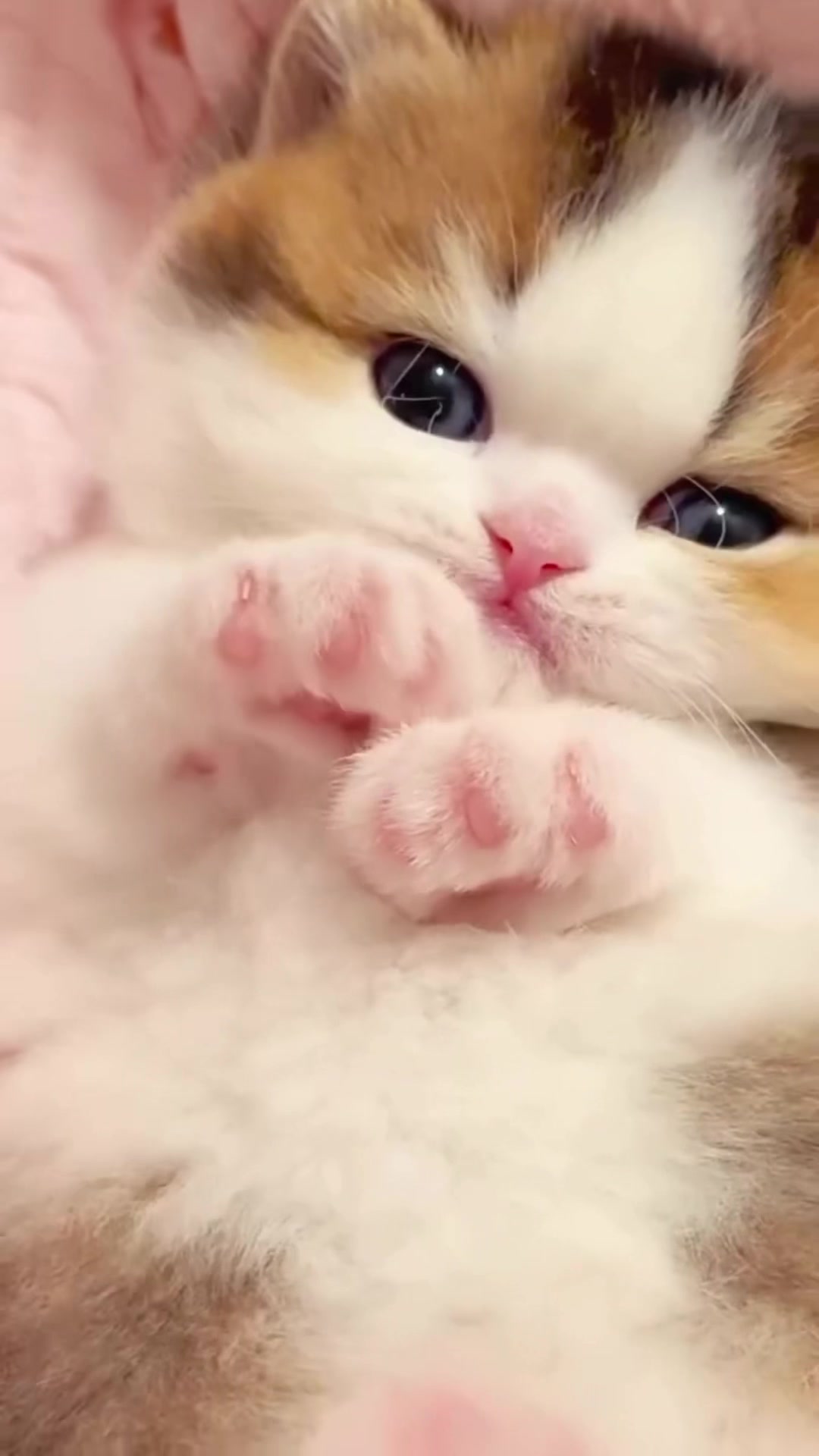 @kloutkittens