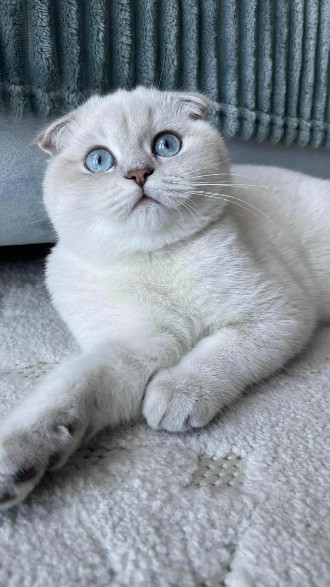 @Cat&Kittens