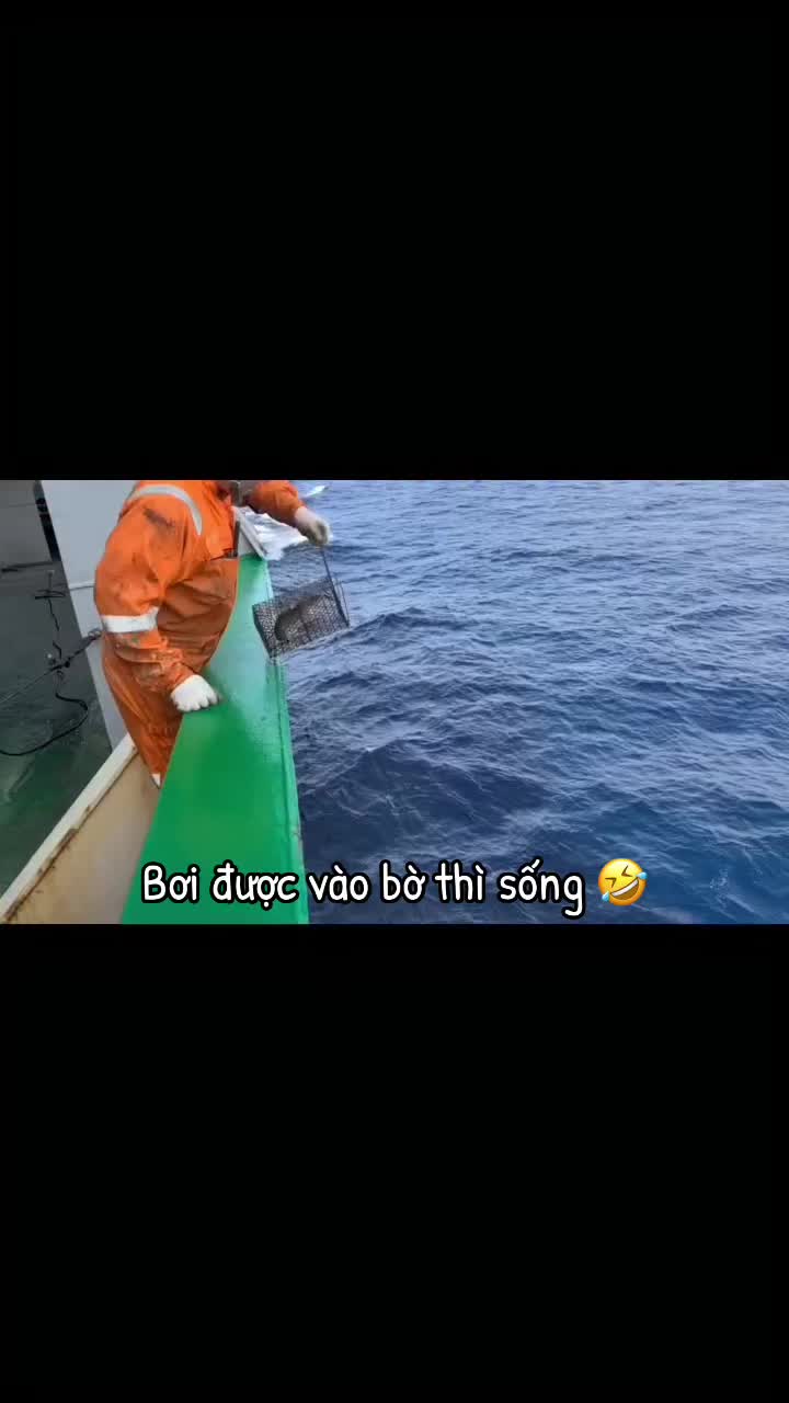 @Tiger