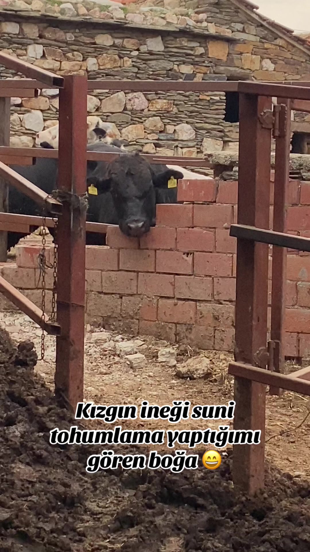@bekir_topal_45
