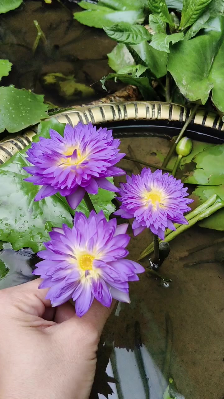 @Nguyễn Thiện Nhân
