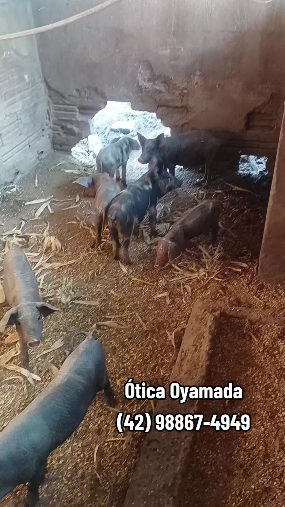 @marcos oyamada