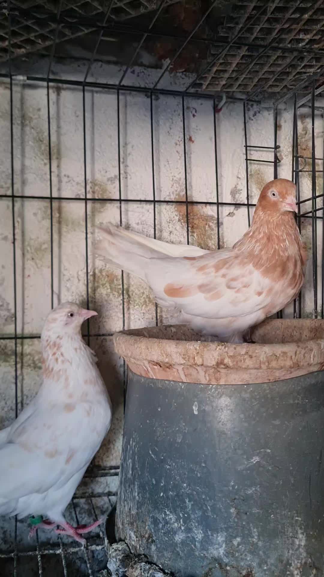 @Pigeons Tv