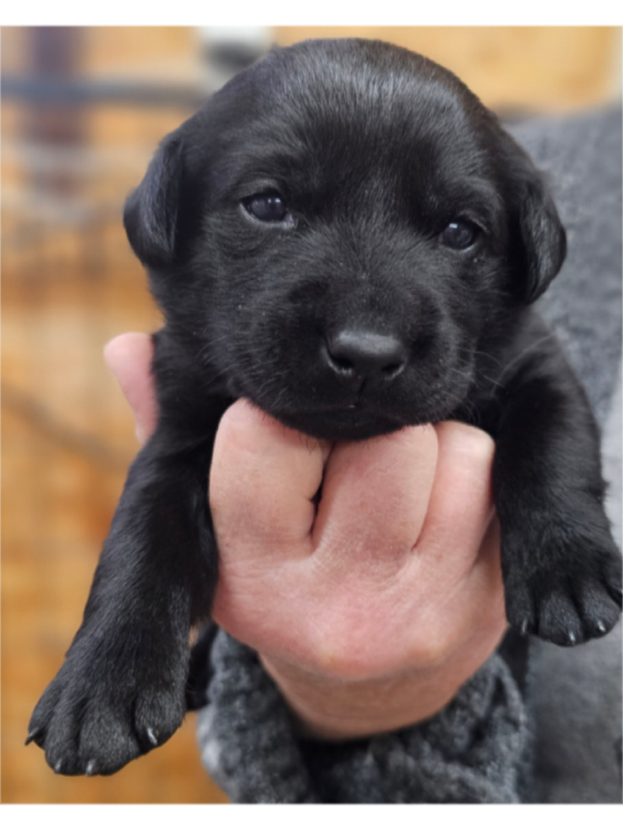 @Lindley Labradors