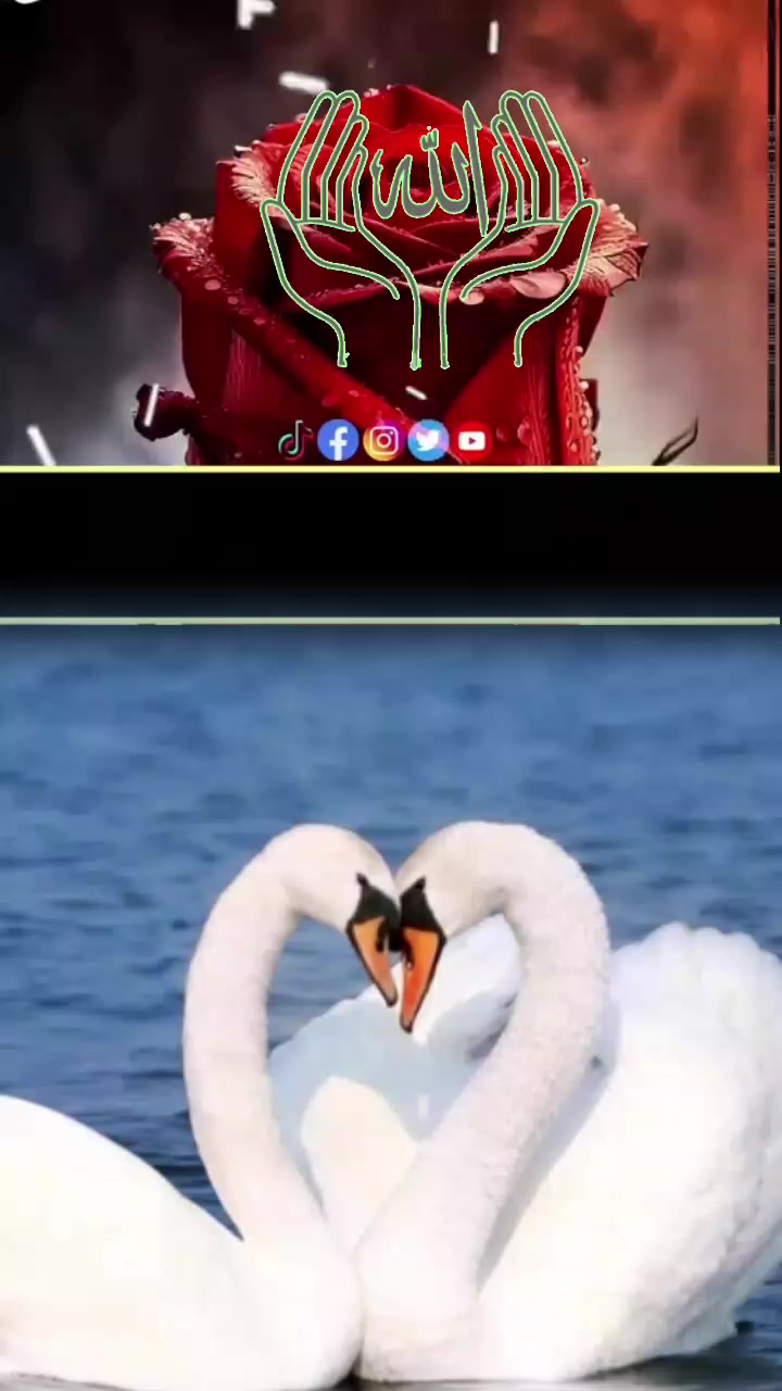 @wakes