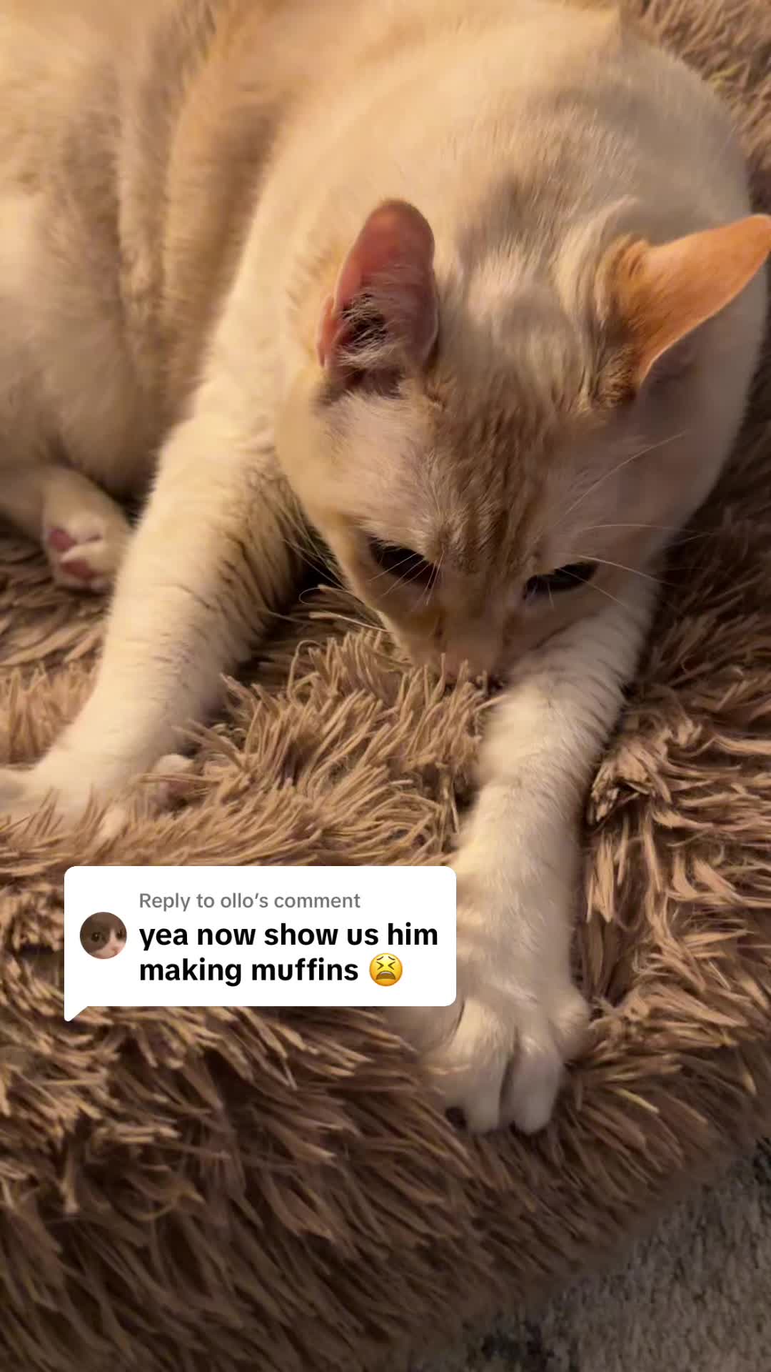 @Angel the Cat Mom