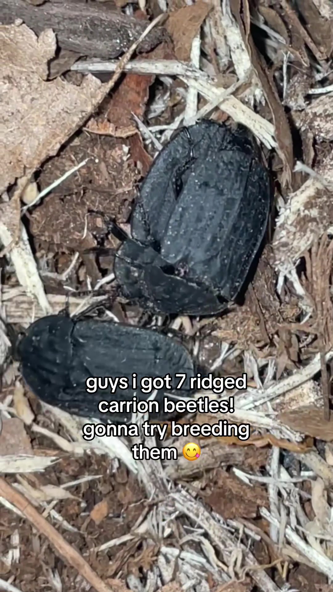 @sbuglug