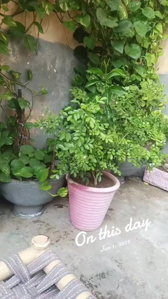 @shahzain