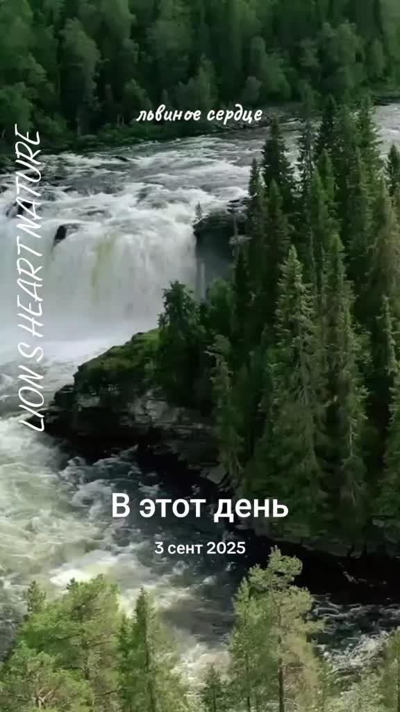 @LION S HEART NATURE