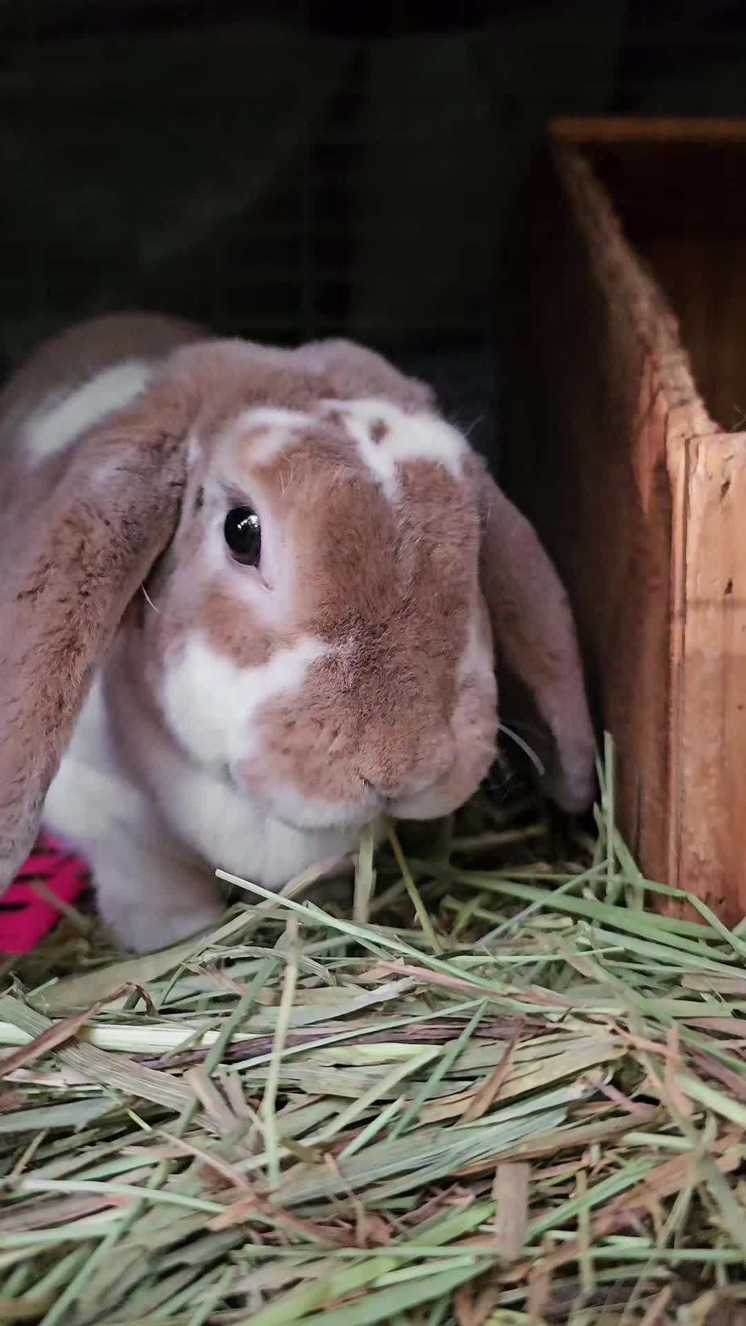 @Darling Rabbitry