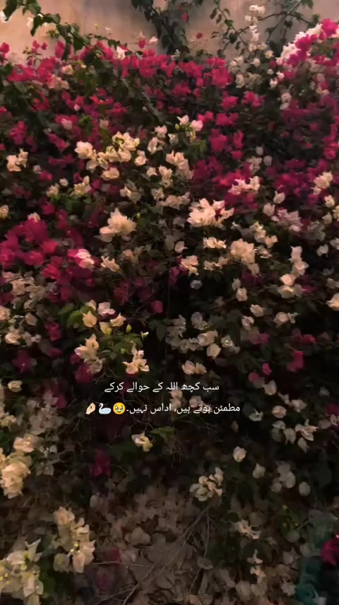 @ماہرہ ملک⚜️🪽