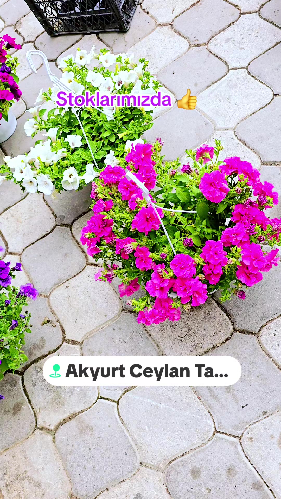 @Engin Ceylan