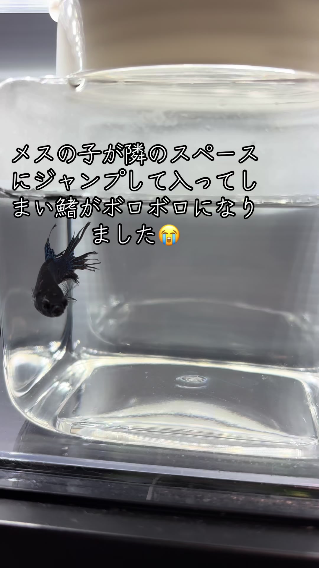 @ちあ🐠🫧