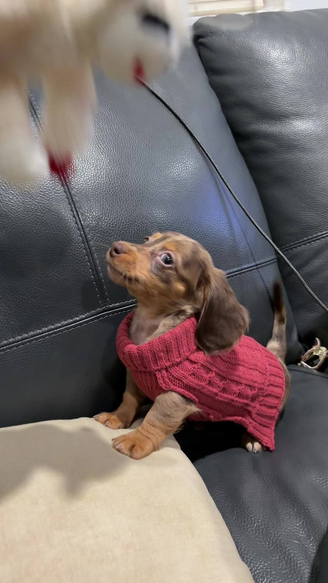 @Oli the Mini Doxie
